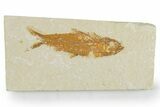 Detailed Fossil Fish (Knightia) - Wyoming #357656-1